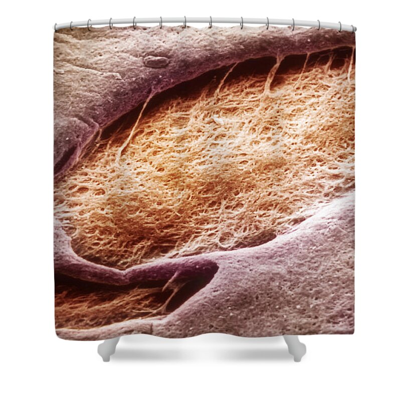 Abstract Shower Curtain featuring the photograph Iris Crypt, Sem #1 by Ralph C. Eagle