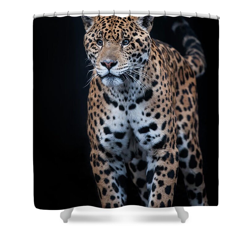 Animal Themes Shower Curtain featuring the photograph Jaguar #1 by © Justin Lo