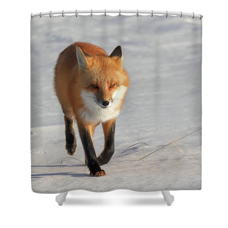 Fox Shower Curtain featuring the photograph Just Passing Through by Susan Rissi Tregoning