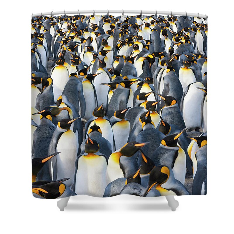 Vertebrate Shower Curtain featuring the photograph King Penguins, Aptenodytes Patagonicus #1 by Mint Images - Art Wolfe