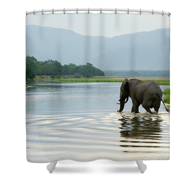 Botswana Shower Curtain featuring the photograph Large Bull Elephant Loxodonta Africana #1 by Christopher Scott