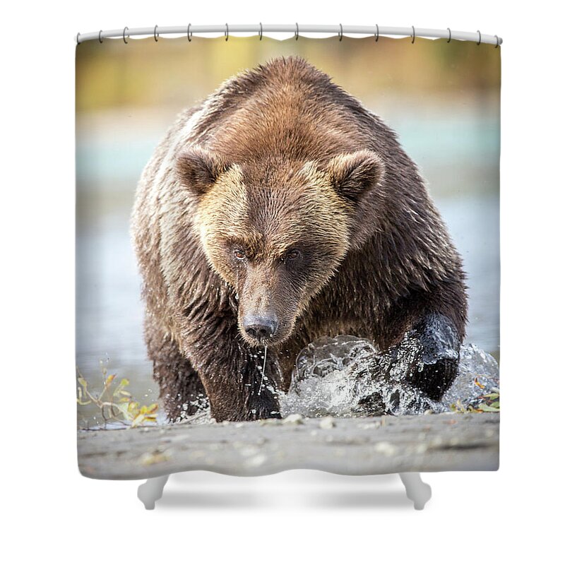 Alaska Shower Curtain featuring the photograph Down Low by Kevin Dietrich