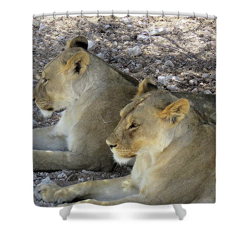 Lions Shower Curtain featuring the photograph Lions #1 by Eric Pengelly