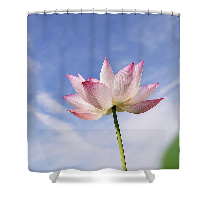 Scenics Shower Curtain featuring the photograph Lotus #1 by Vii-photo