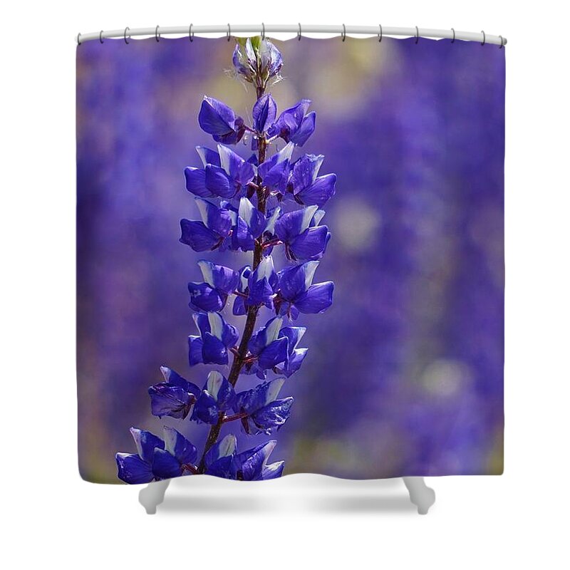 Lupine Shower Curtain featuring the photograph Spider Lupine Kern River Valley by Brett Harvey
