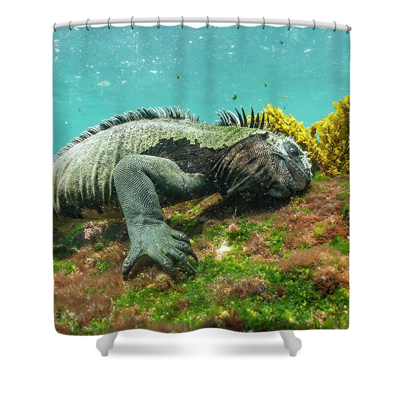 Animals Shower Curtain featuring the photograph Marine Iguana Grazing On Algae #1 by Tui De Roy