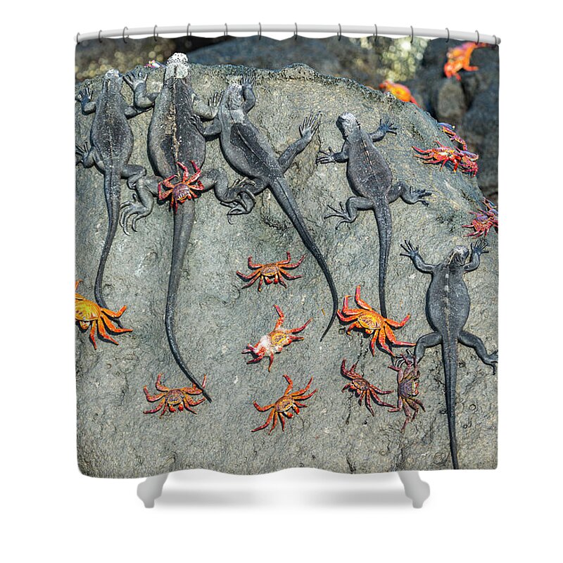 00577403 Shower Curtain featuring the photograph Marine Iguanas And Sally Lightfoot Crabs #2 by Tui De Roy