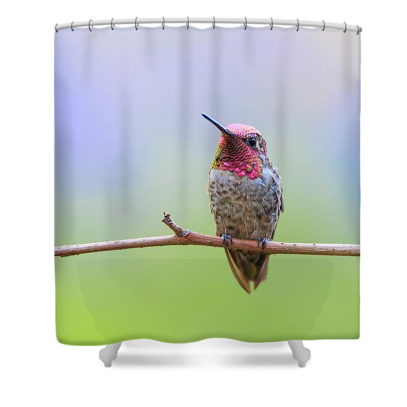 Animal Shower Curtain featuring the photograph Midsummer Night's Dream III - Male Anna's Hummingbird #1 by Briand Sanderson