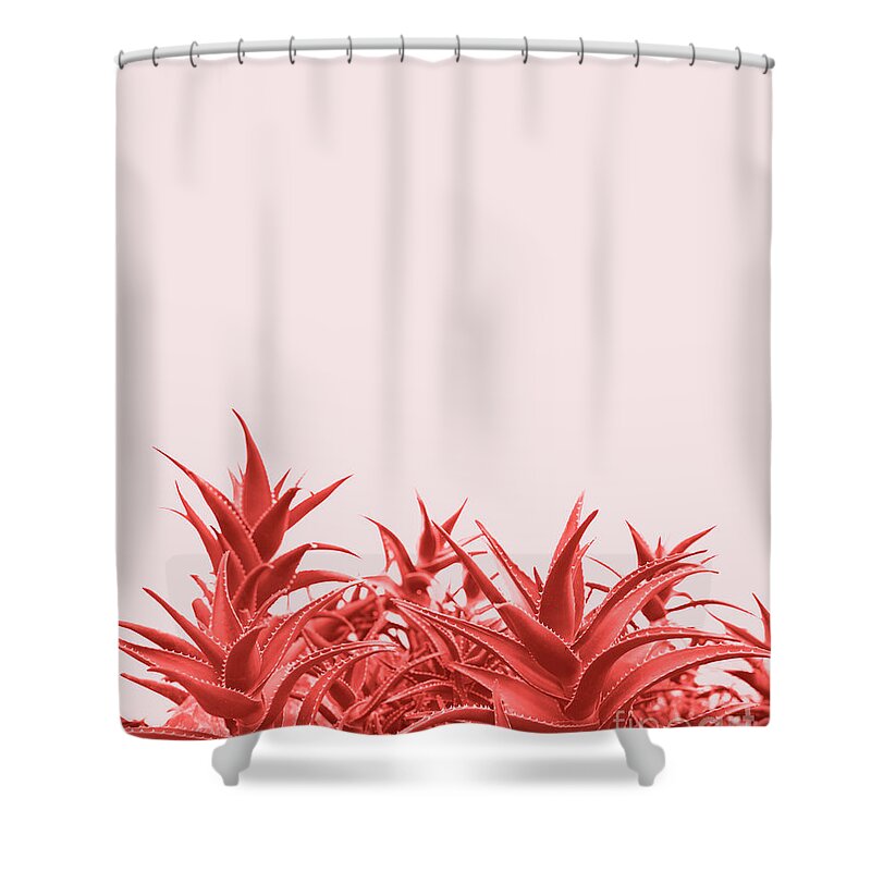 Aloe Shower Curtain featuring the photograph Minimal contemporary creative design with aloe plant in coral co #2 by Jelena Jovanovic