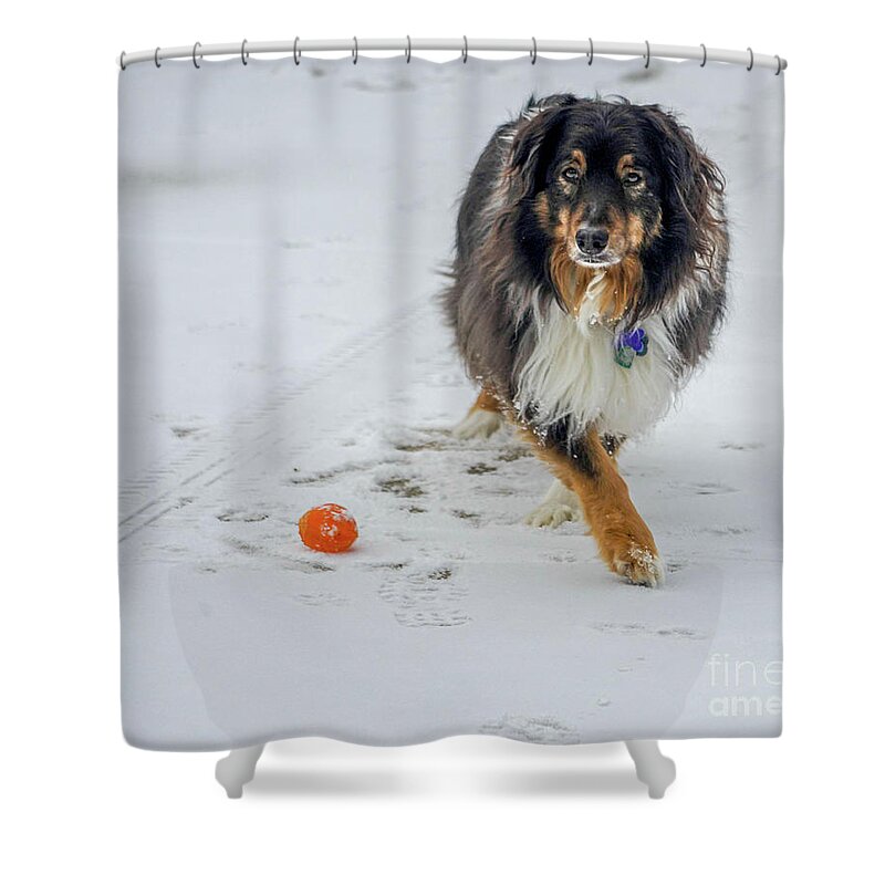 Dog Shower Curtain featuring the photograph Mojo #1 by Cathy Donohoue