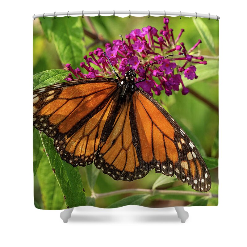 Monarch Shower Curtain featuring the photograph Monarch #1 by Minnie Gallman
