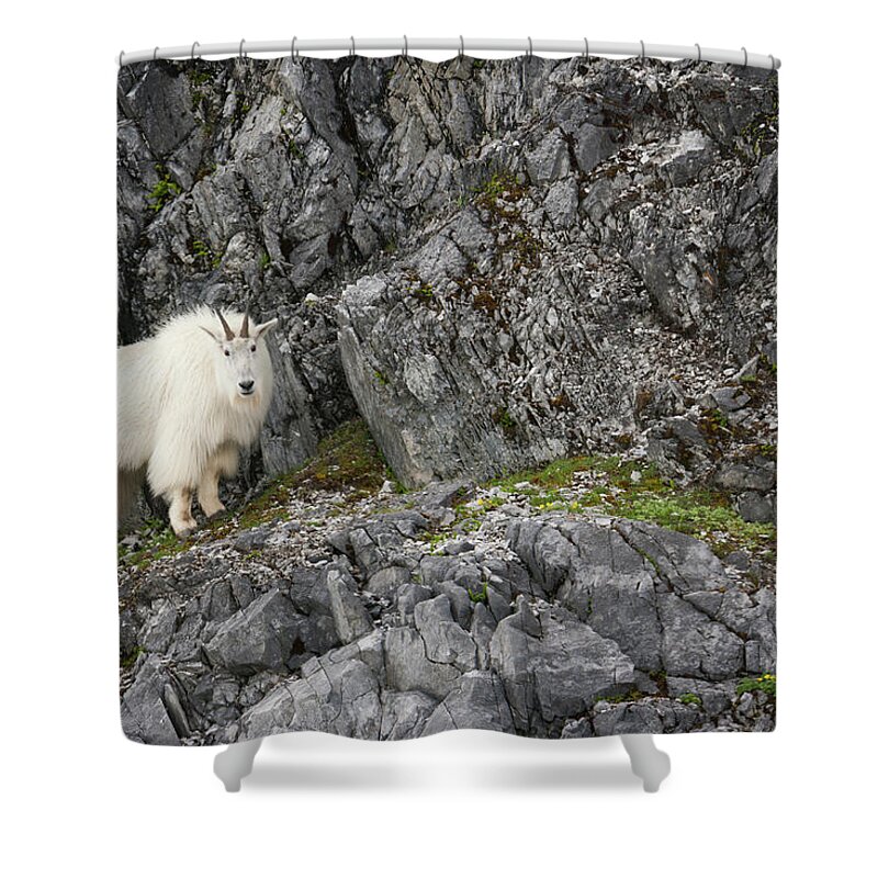 Recreational Pursuit Shower Curtain featuring the photograph Mountain Goat, Glacier Bay National #1 by Mint Images/ Art Wolfe