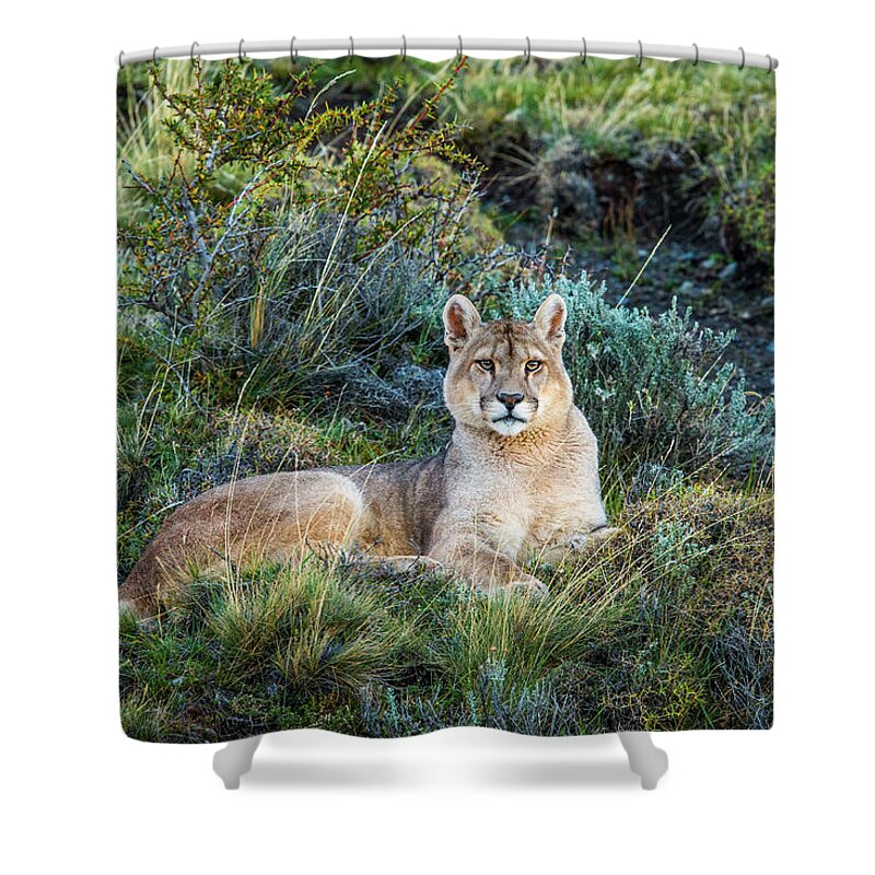 Sebastian Kennerknecht Shower Curtain featuring the photograph Mountain Lion In Patagonia #1 by Sebastian Kennerknecht