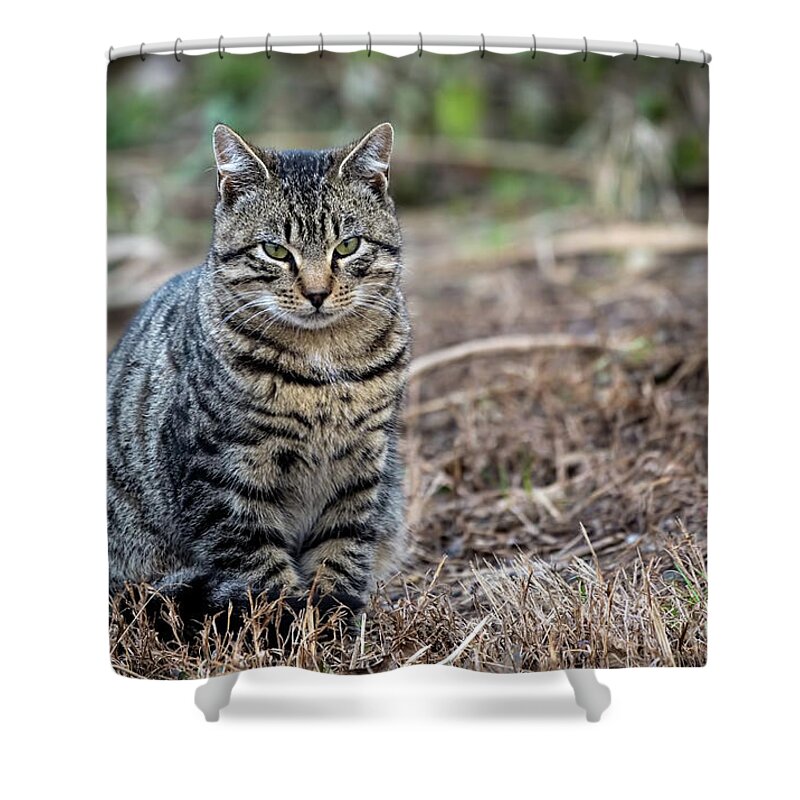 Cat Shower Curtain featuring the photograph Mr Grumpy #1 by Sam Rino