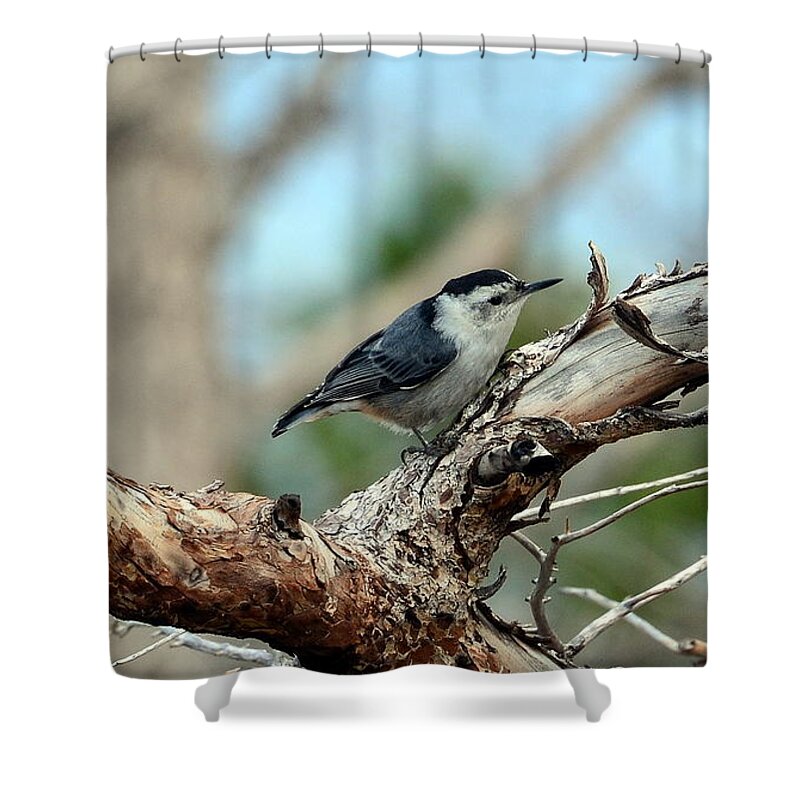 Birds Shower Curtain featuring the photograph Nuthatch #1 by Dorrene BrownButterfield