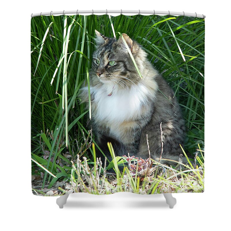 Cat Shower Curtain featuring the photograph Observation #1 by Masami IIDA