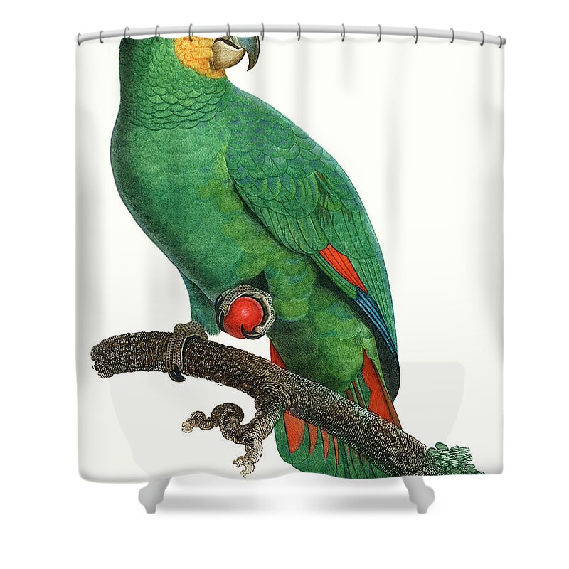 Animals Shower Curtain featuring the painting Parrot Of The Tropics I by Barraband