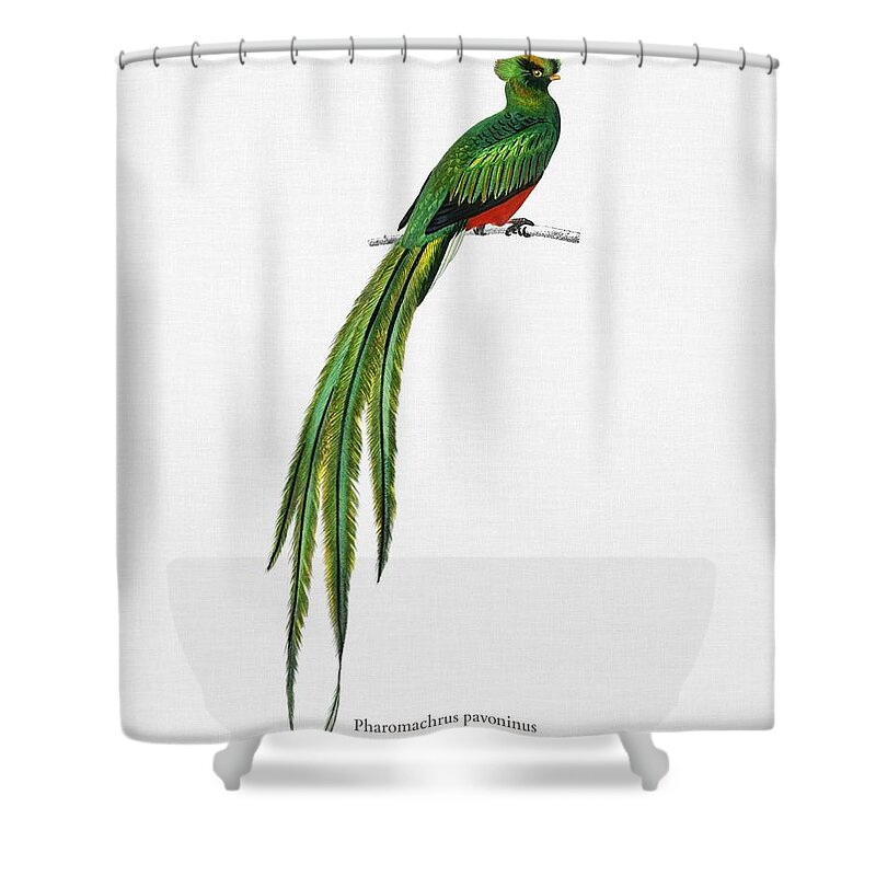 Birdwatching Shower Curtain featuring the painting Pavonine quetzal Pharomachrus pavoninus illustrated by Charles Dessalines D Orbigny 1806 1876 3 #1 by Celestial Images
