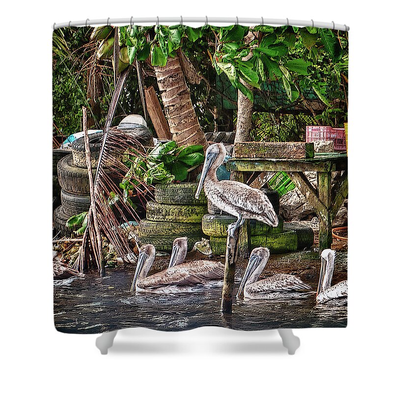 Belize Shower Curtain featuring the photograph Pelicans #1 by Jessica Levant