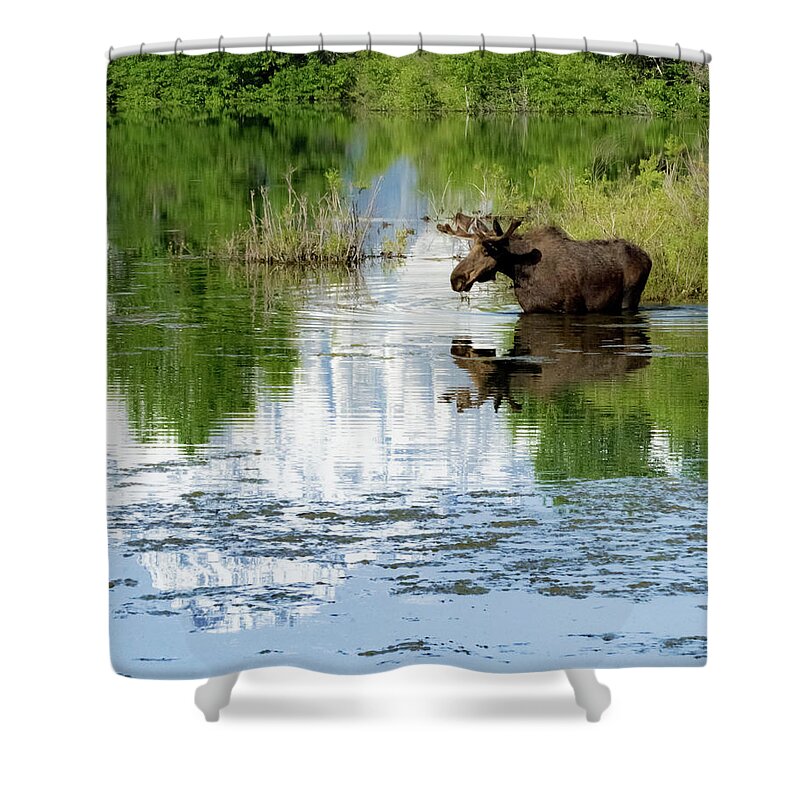 Pilgrim Creek Shower Curtain featuring the photograph Pilgrim Creek Moose #1 by Joe Kopp