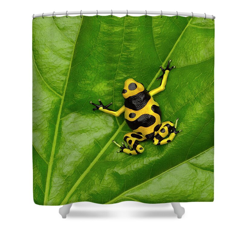 Part Of A Series Shower Curtain featuring the photograph Poison Dart Frog #1 by Don Farrall