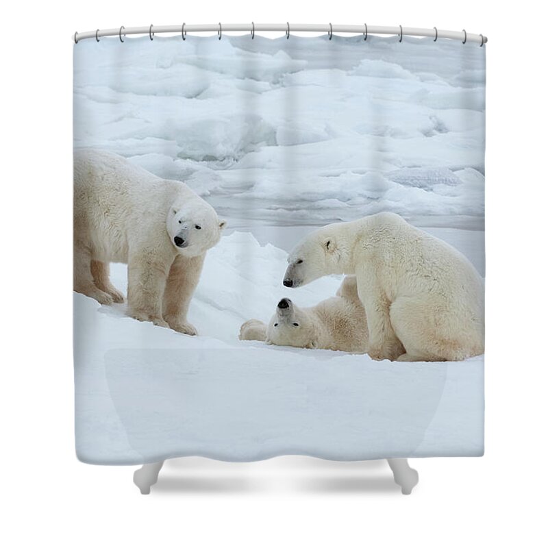 Bear Cub Shower Curtain featuring the photograph Polar Bears In The Wild. A Powerful by Mint Images - David Schultz