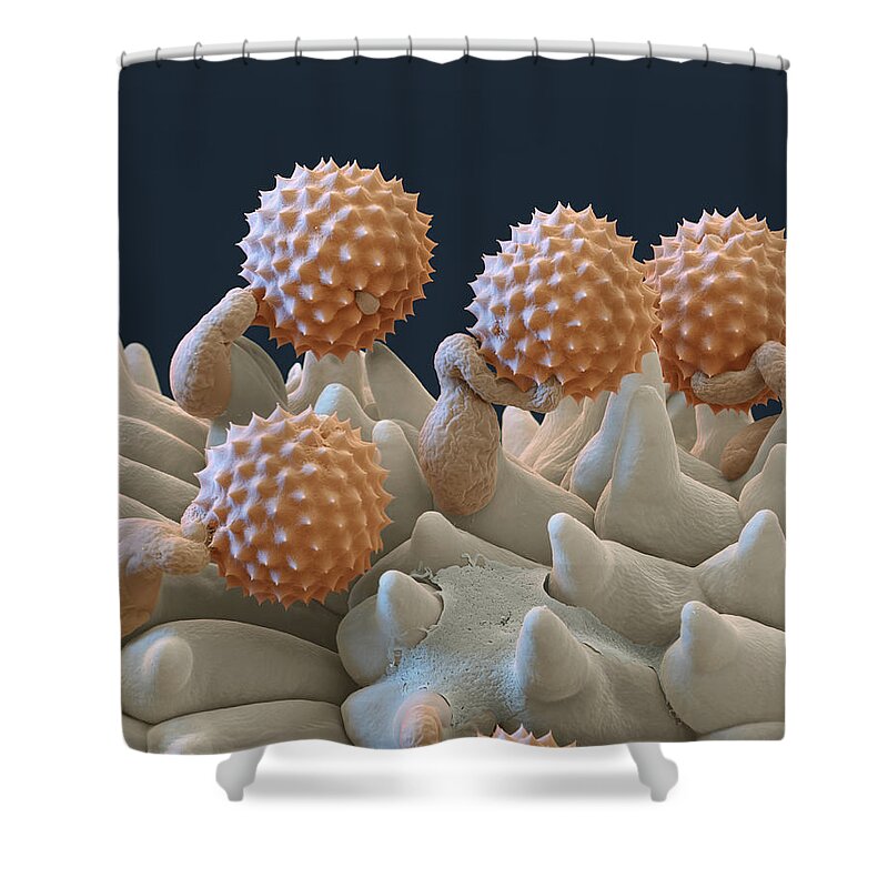 Ambrosia Shower Curtain featuring the photograph Pollen And Pollen Tubes, Sem by Oliver Meckes EYE OF SCIENCE