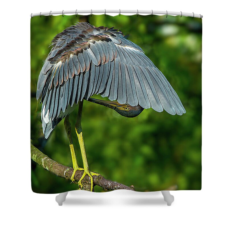 Birds Shower Curtain featuring the photograph Preening Reddish Heron #1 by Donald Brown