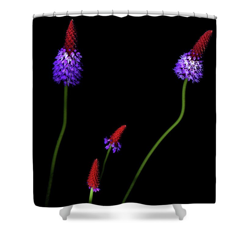 Primula Shower Curtain featuring the photograph Primula Vialii by Photograph By Magda Indigo