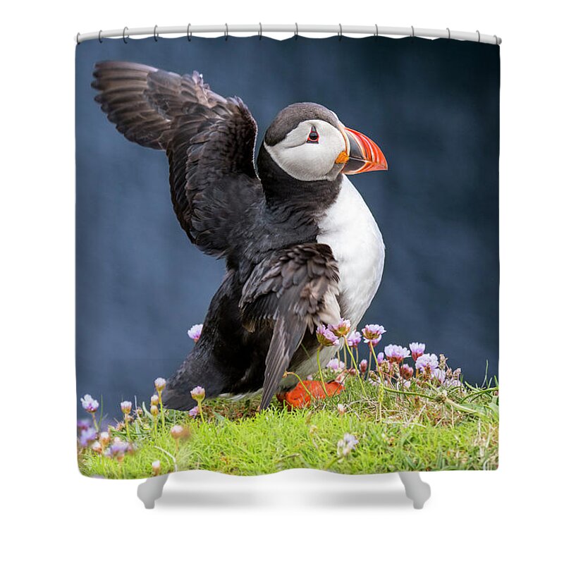 Atlantic Puffin Shower Curtain featuring the photograph Puffin flapping Wings #1 by Arterra Picture Library