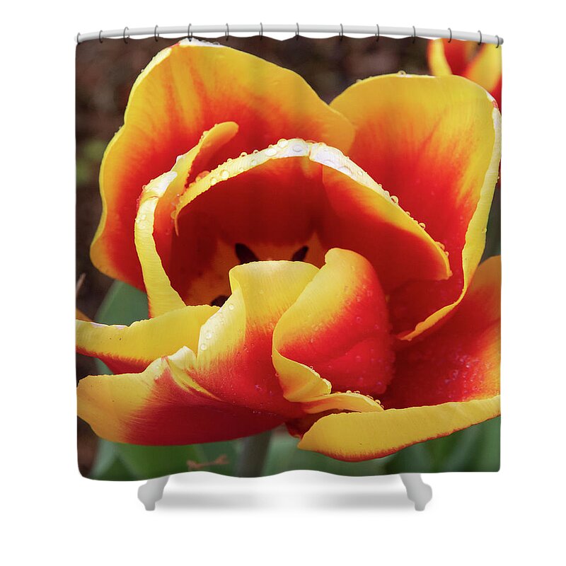 Flower Shower Curtain featuring the photograph Red and Yellow #1 by Masami IIDA