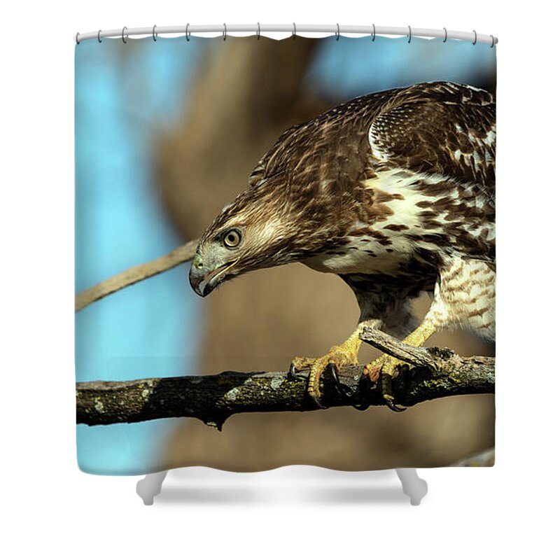 Hawk Shower Curtain featuring the photograph Red Tailed Hawk perched #1 by Sam Rino