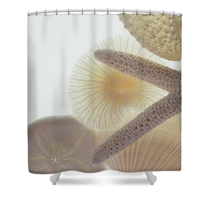 Mollusk Shower Curtain featuring the photograph Seashells And Starfish #1 by Barbara Chase