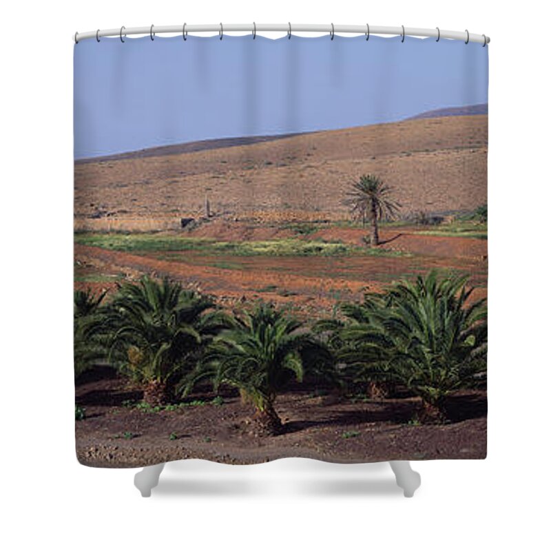 Fan Palm Tree Shower Curtain featuring the photograph Spain, Canary Islands, Lanzarote, Palm #1 by Martial Colomb
