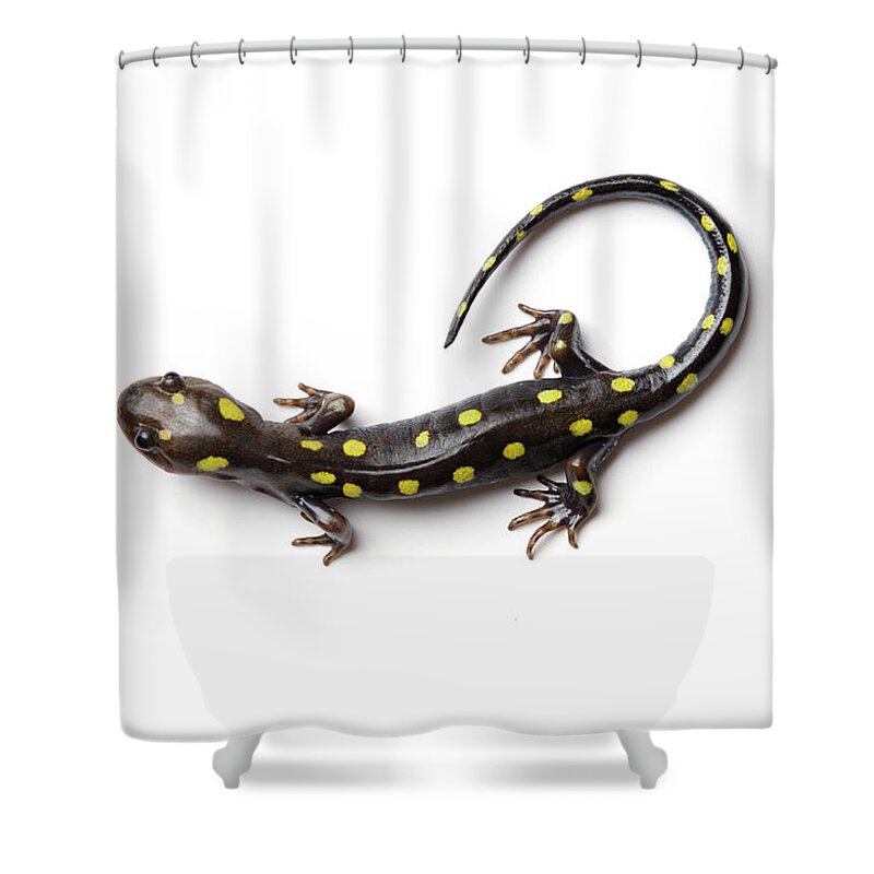 White Background Shower Curtain featuring the photograph Spotted Salamander #1 by Martin Shields