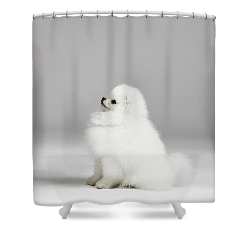Domestic Dog Shower Curtain featuring the digital art Studio Portrait Of Pomeranian Dog #1 by Gpointstudio