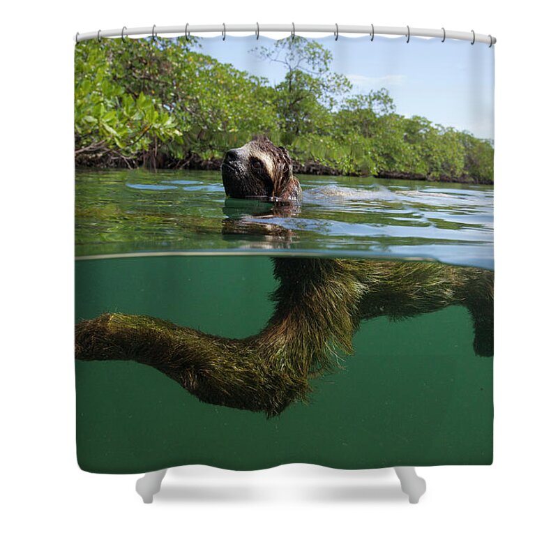 Suzi Eszterhas Shower Curtain featuring the photograph Swimming Pygmy Three Toed Sloth #1 by Suzi Eszterhas