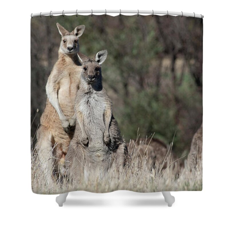 Kangaroo Shower Curtain featuring the photograph Teamwork #1 by Masami IIDA