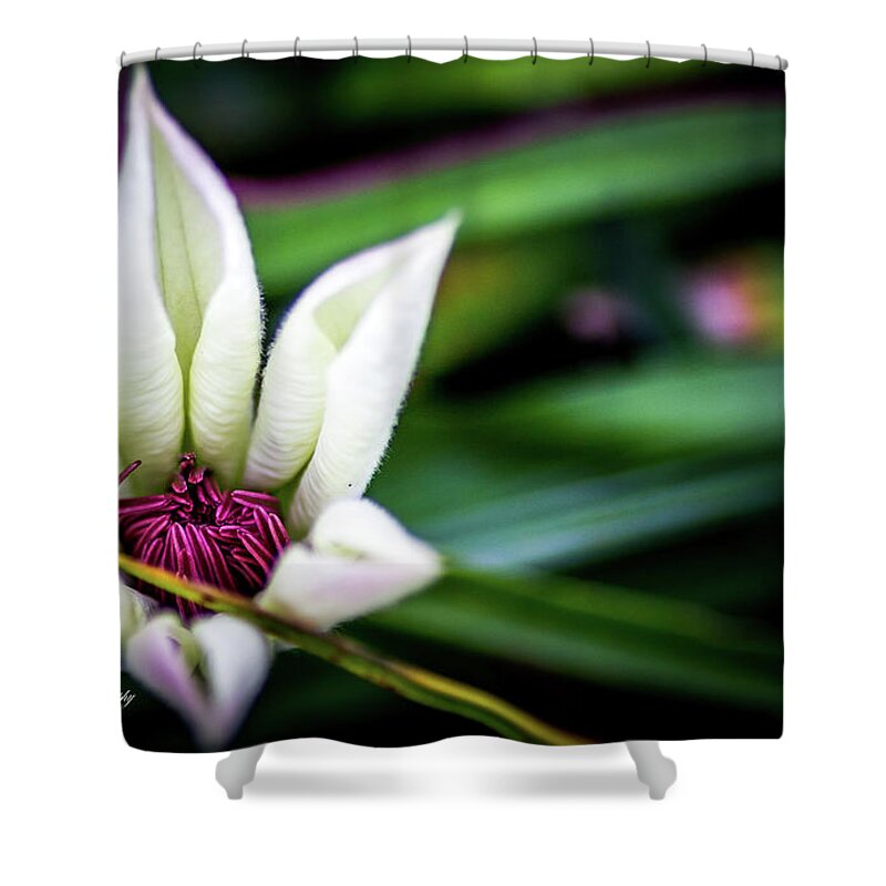 Flower Shower Curtain featuring the digital art The Clematis Bud #1 by Ed Stines