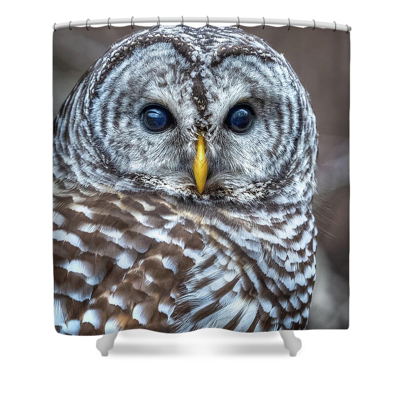 Owl Shower Curtain featuring the photograph Barred Owl #1 by Brad Bellisle