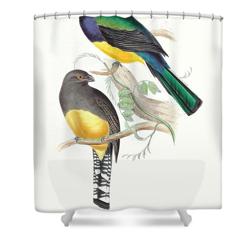 Animals & Nature+birds+tropical Birds Shower Curtain featuring the painting Tropical Trogons II by John Gould
