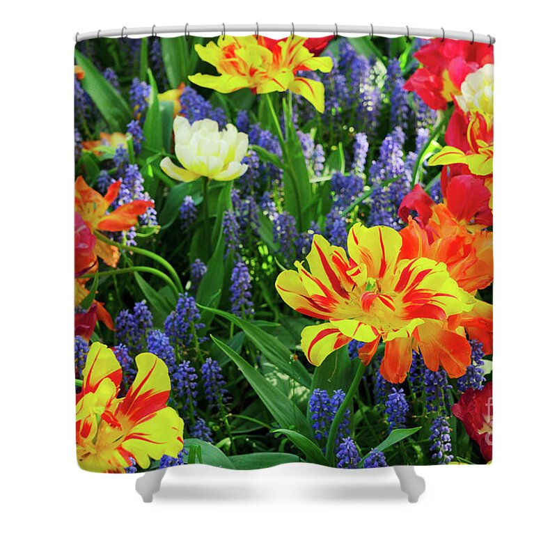 Tulips Shower Curtain featuring the photograph Tulips and Bluebell Flowerbed by Anastasy Yarmolovich
