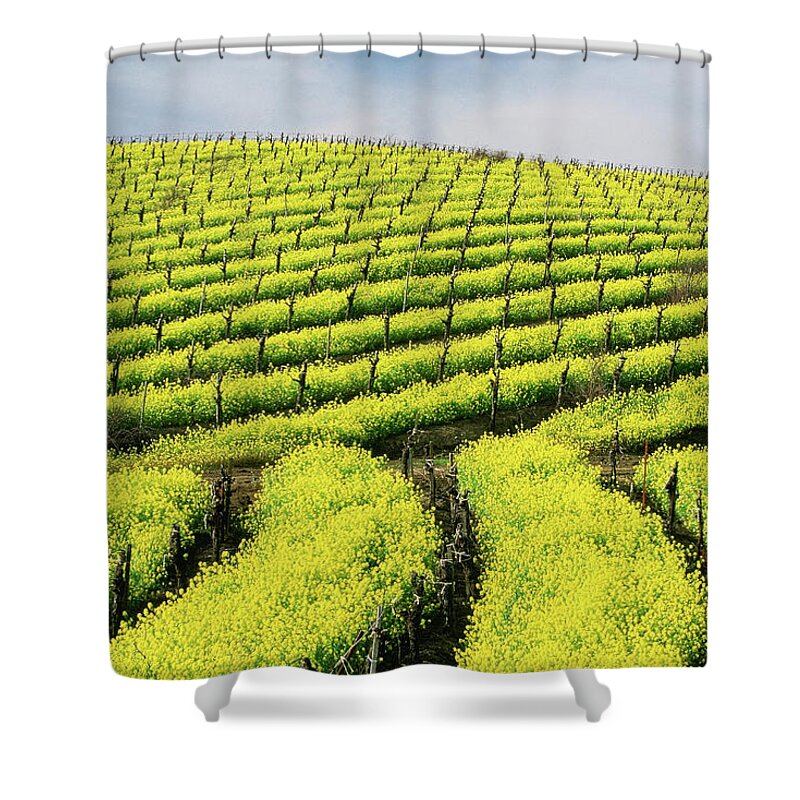 In A Row Shower Curtain featuring the photograph Usa, California, Napa Valley, Mustard #1 by Medioimages/photodisc