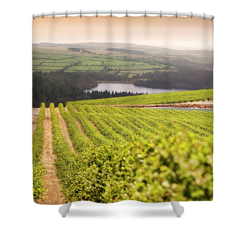 Scenics Shower Curtain featuring the photograph Vineyard At Sunset #1 by Lockiecurrie