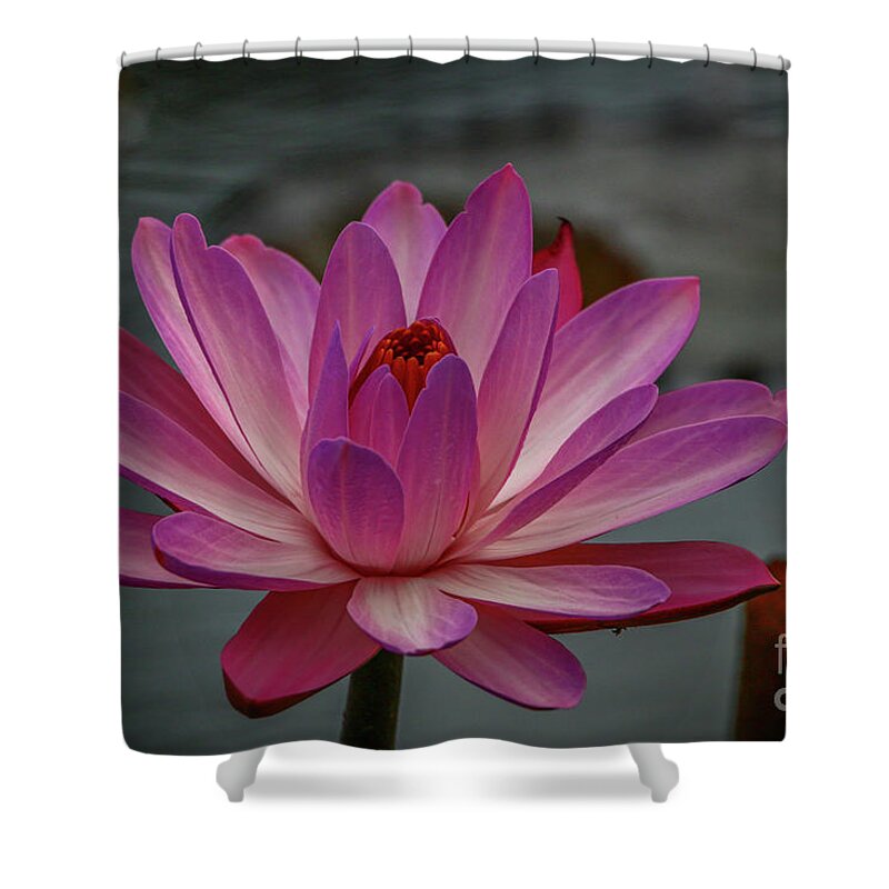 Lily Shower Curtain featuring the photograph White City Lily #1 by Tom Claud