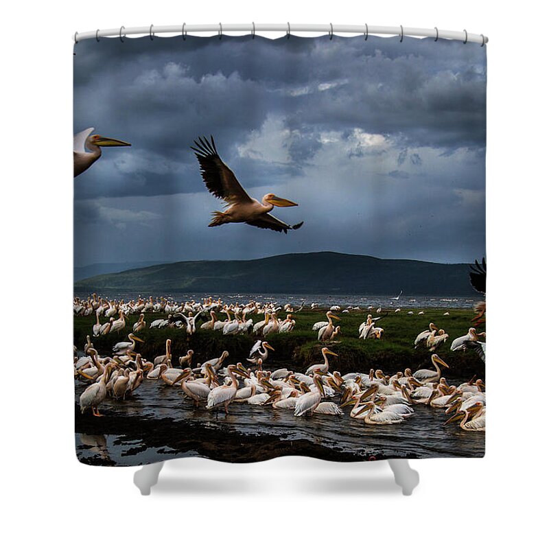 Kenya Shower Curtain featuring the photograph White Pelicans At Lake Nakuru #1 by Manoj Shah