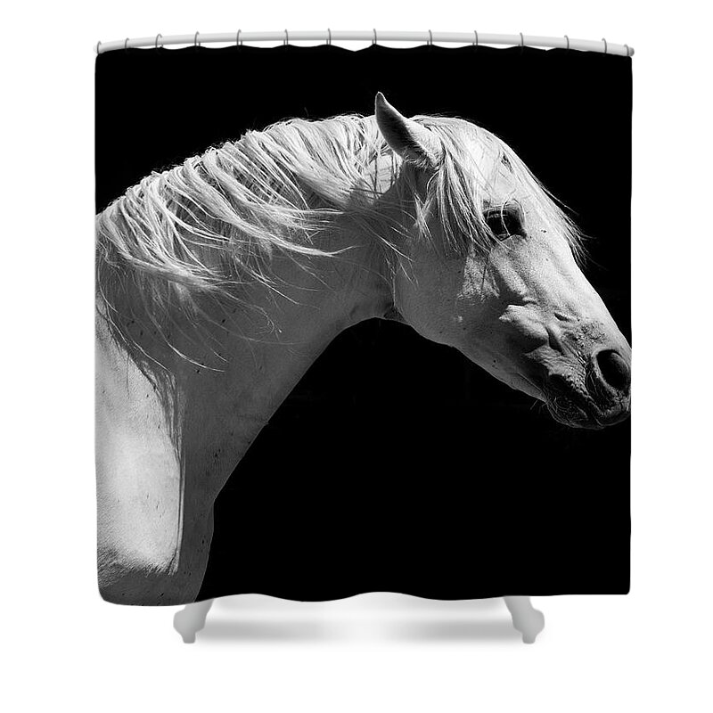 Horse Shower Curtain featuring the photograph White Stallion Horse Andalusian #1 by 66north