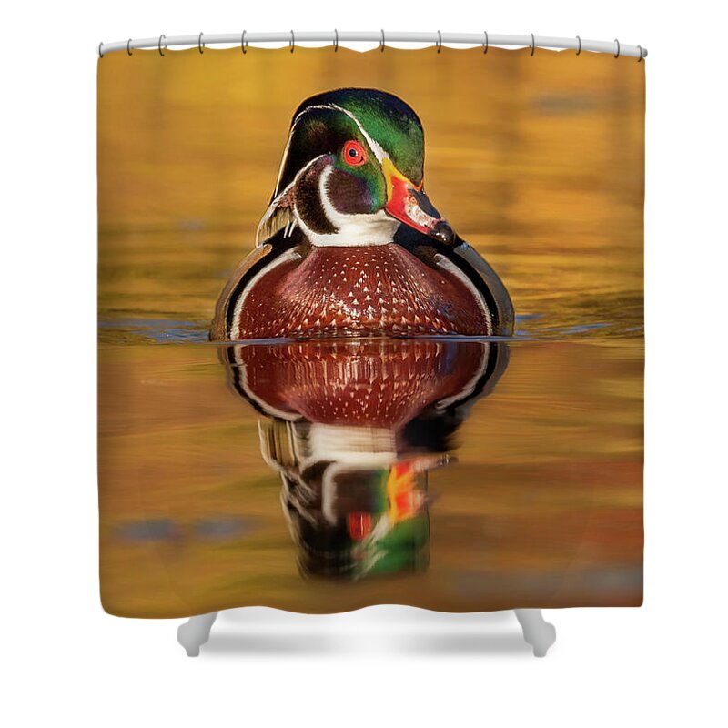 Adult Shower Curtain featuring the photograph Wood Duck by Jerry Fornarotto