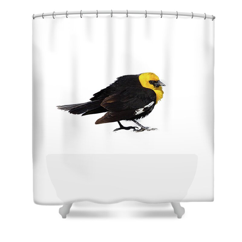 Refuge Shower Curtain featuring the photograph Yellow Headed Blackbird  #1 by Steve Estvanik