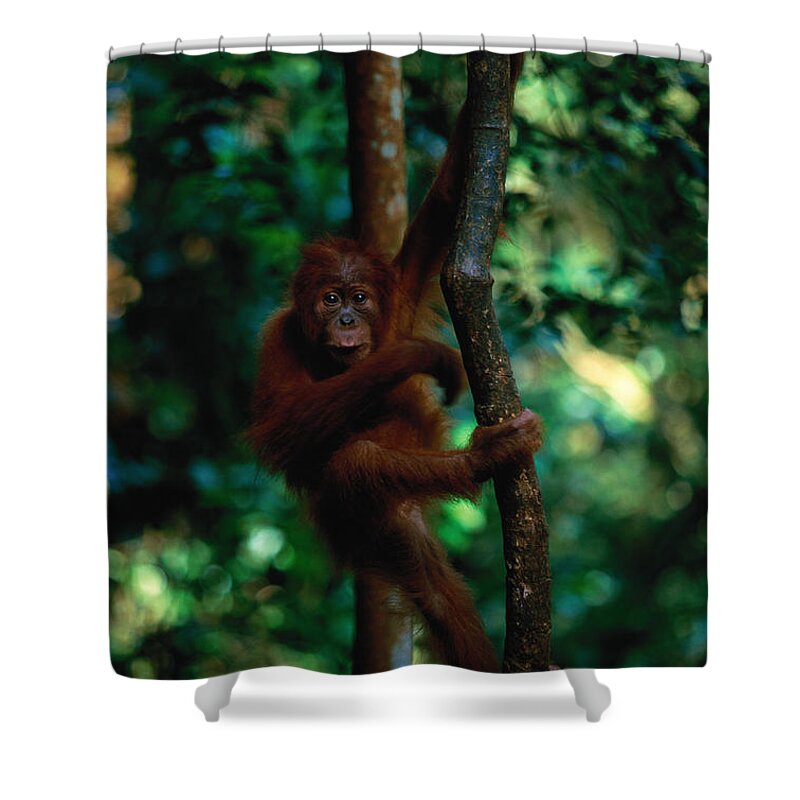 Southeast Asia Shower Curtain featuring the photograph Young Sumatran Orangutan Pongo Pongo #1 by Art Wolfe